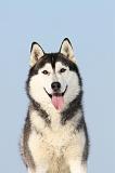 SIBERIAN HUSKY 218